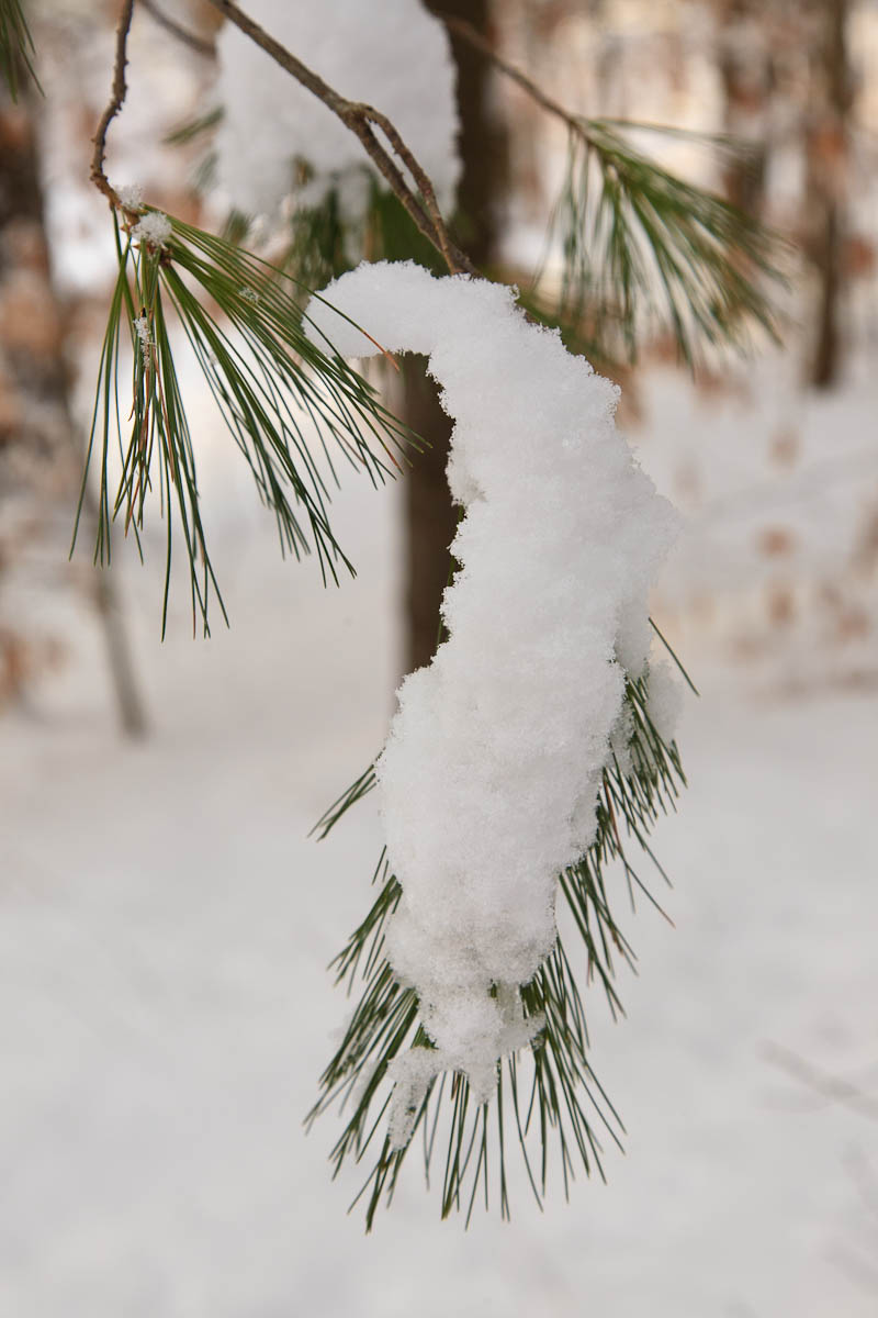 _MG_4254.JPG