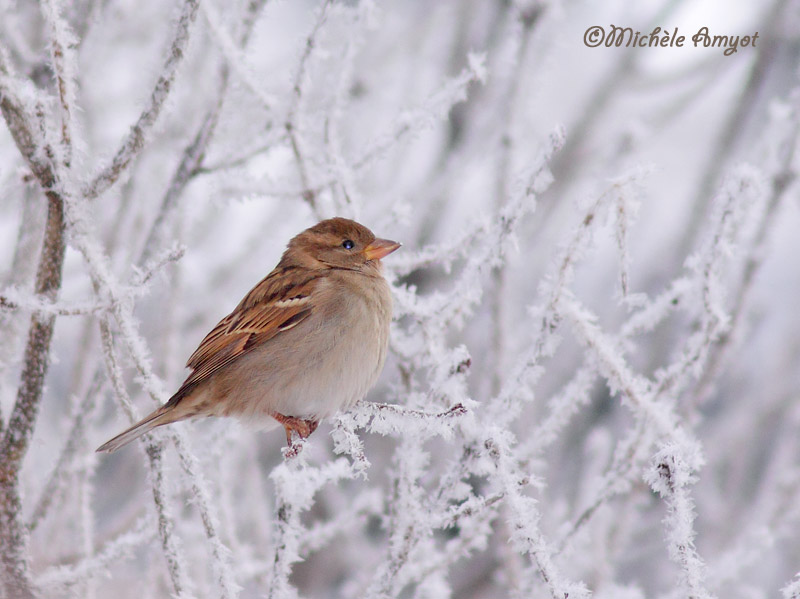 Moineau dans le givre...