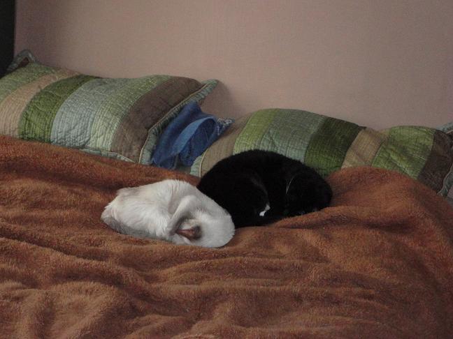twocats.JPG