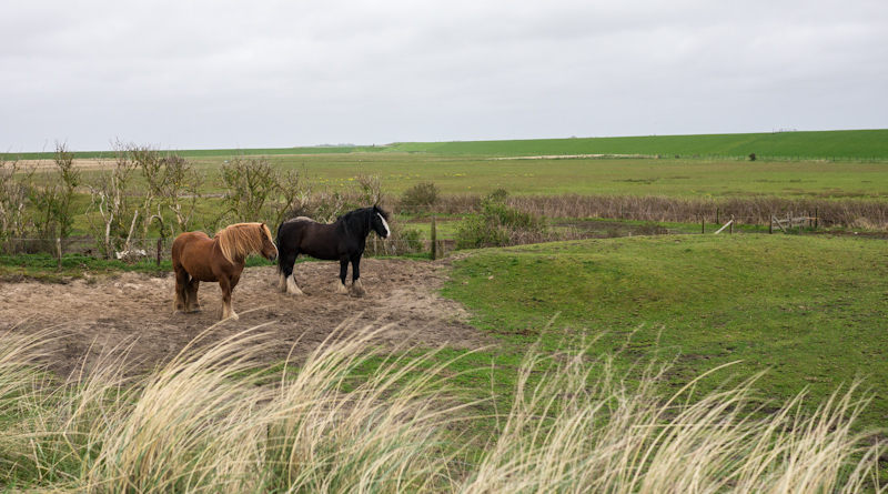 Texel
