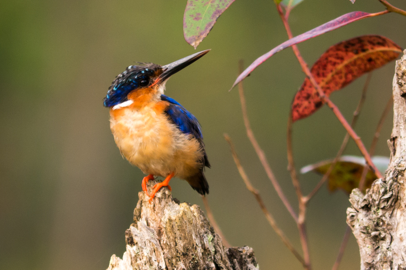 Madagascar Kingfisher (Alcedo vintsioides), Perinet
