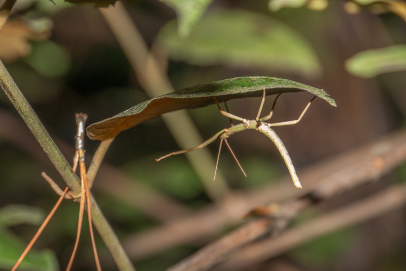 Stickinsect, 