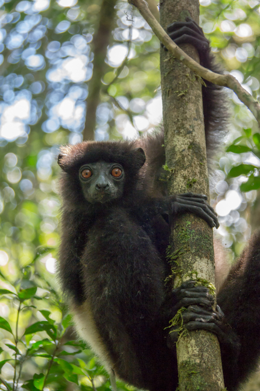 Sifaka, Ranomafana