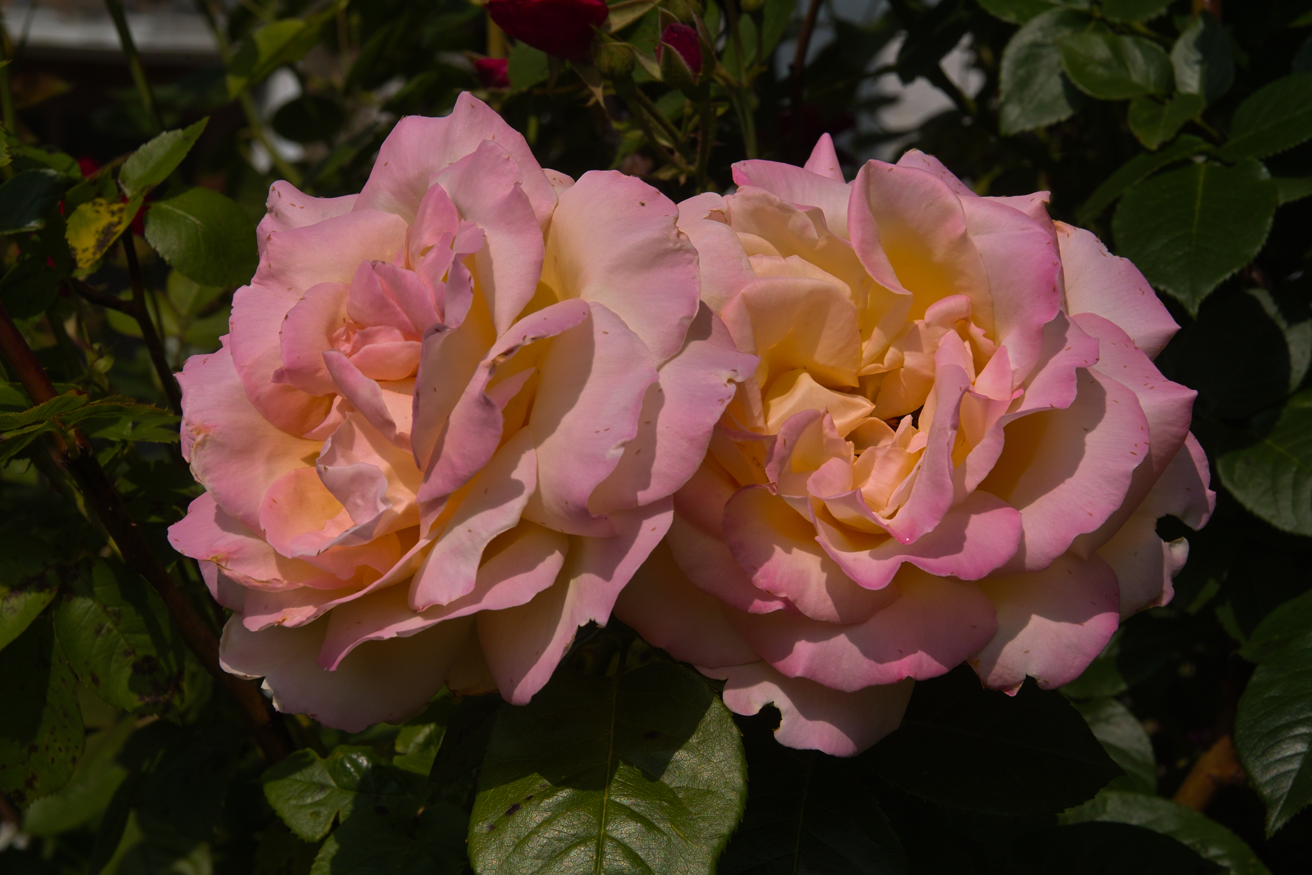 SDIM0773.jpg