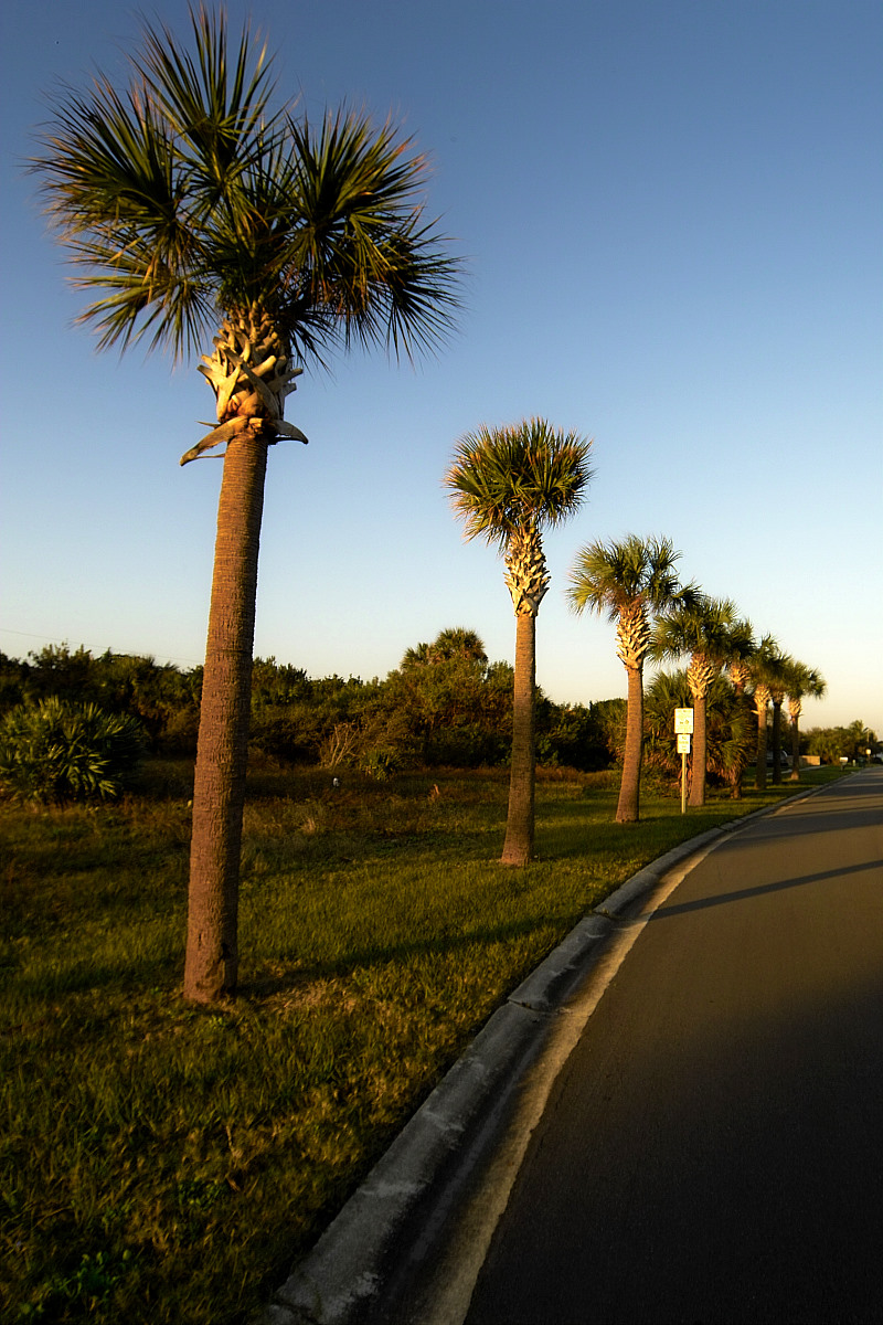 Palm Row