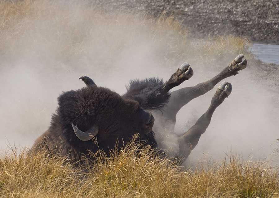 Yellowstone National Park