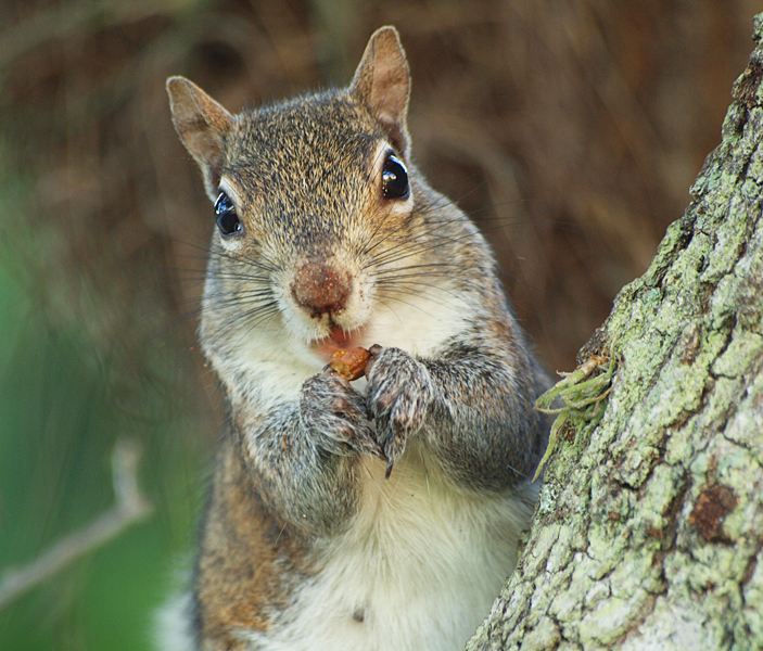 P3120871_squirrel_nut_800.jpg