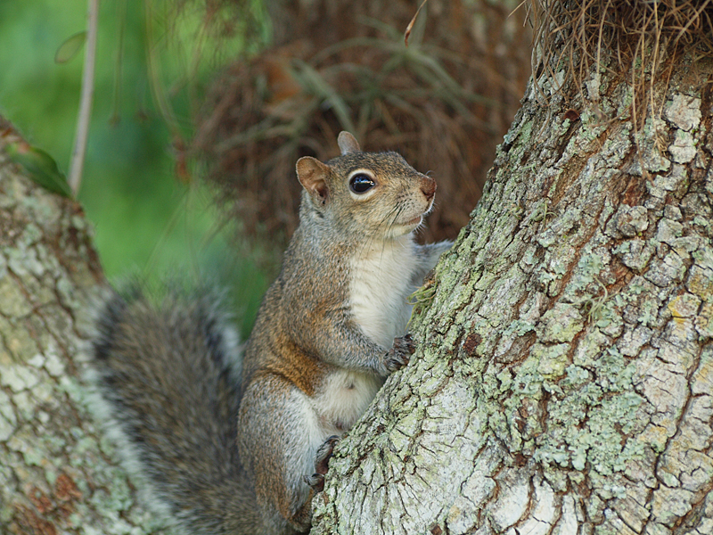 P3120874_squirrel_800.jpg