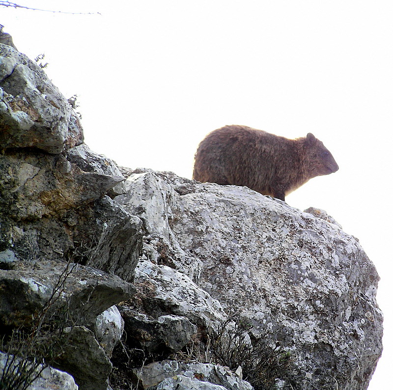 nimrod rock hyrax.JPG