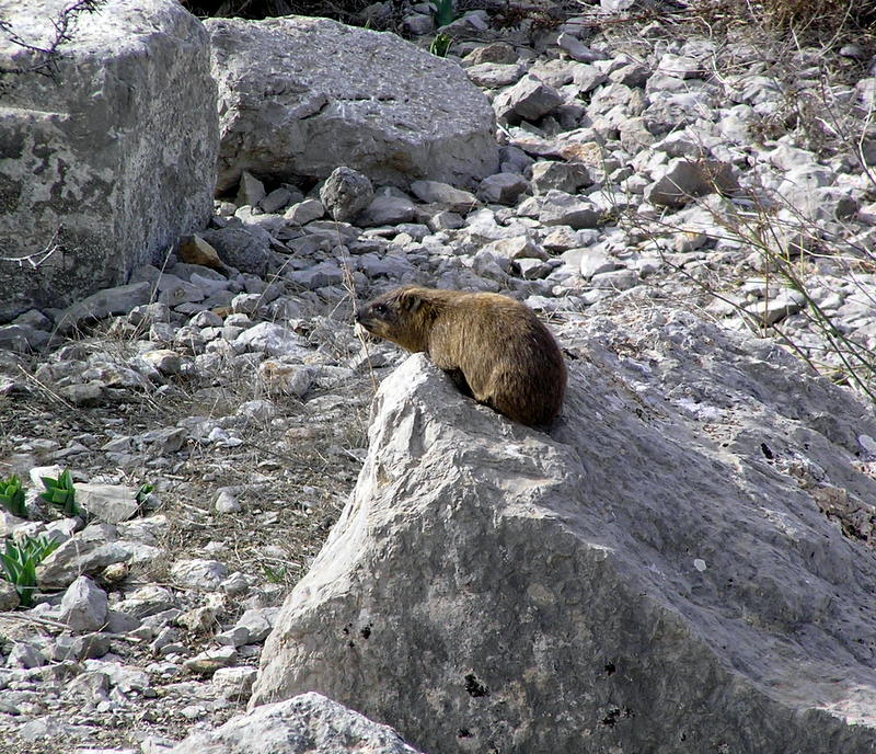 rock hyrax1.JPG