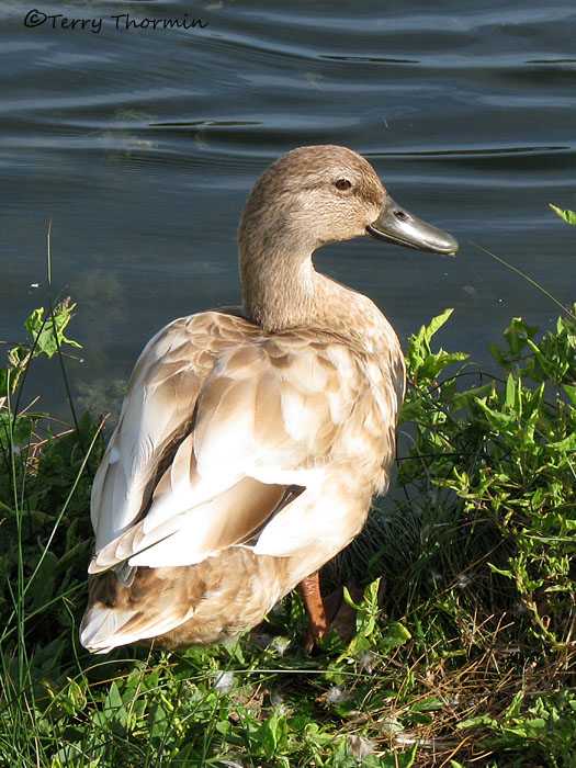 Mallard - leucistic juvenile 1a.jpg