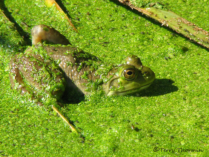 Bullfrog 1a.jpg