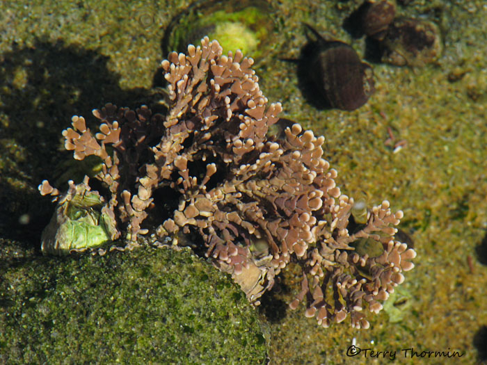 Coral Leaf Seaweed - Bossiella sp. A1a.JPG