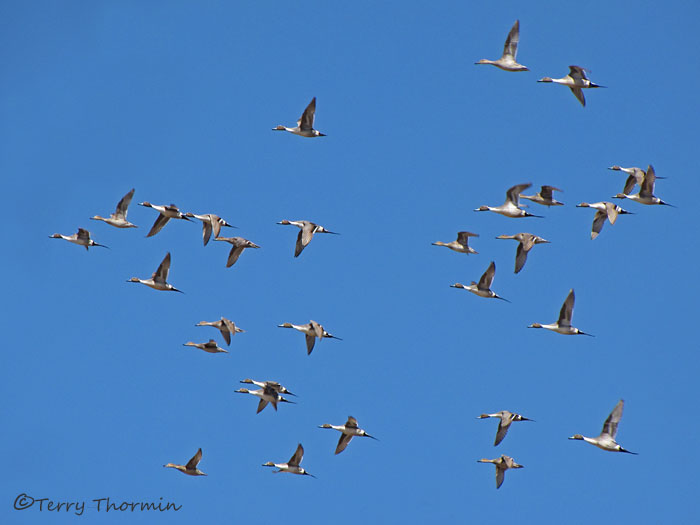 Northern Pintails in flight 5a.jpg