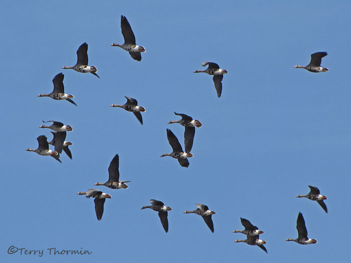 Greater White-fronted Geese in flight 6a.jpg