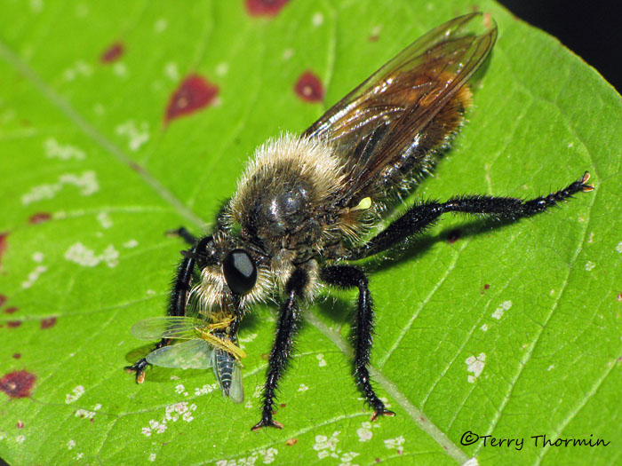 Laphria janus. - Bumblebee Robber Fly with leafhopper A2a.JPG