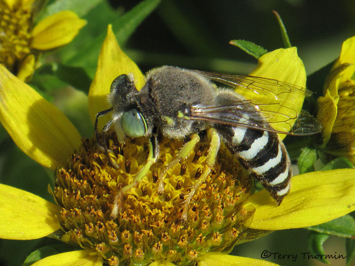 Bembix americana - Sand Wasp 7a.jpg