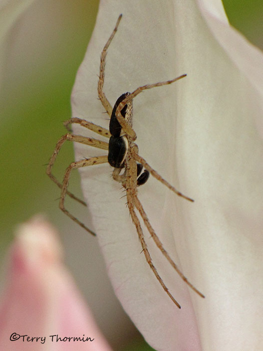 Philodromus dispar - Philodromid crab spider male 1a.jpg