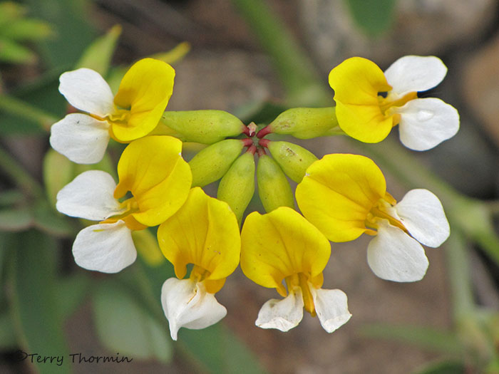 Bog Birds-foot Trefoil - Lotus pinnatus 1a.jpg