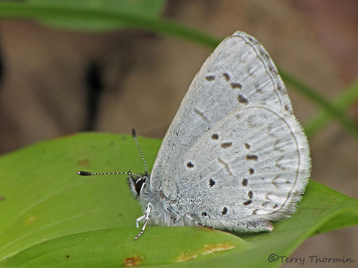 Celastrina echo - Western Spring Azure 3a.jpg