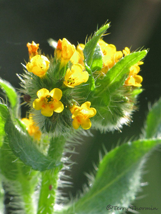 Seaside Fiddleneck - Amsinckia spectabilis 1a .JPG