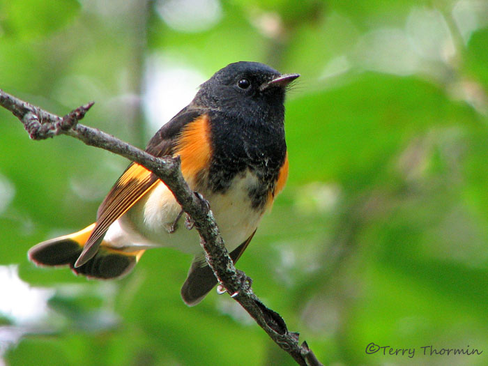 American Redstart 1.jpg