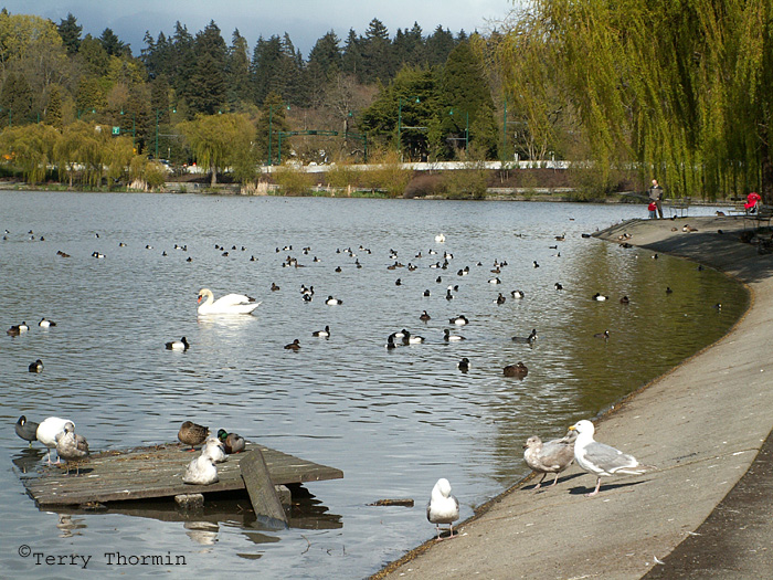 Birds at Lost Lagoon, Stanley Park, Vancouver