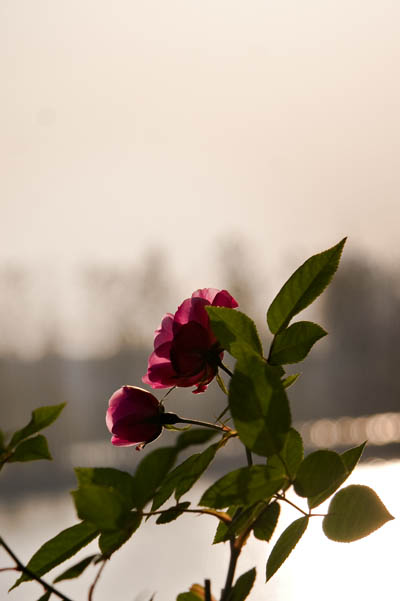 Dancing Roze