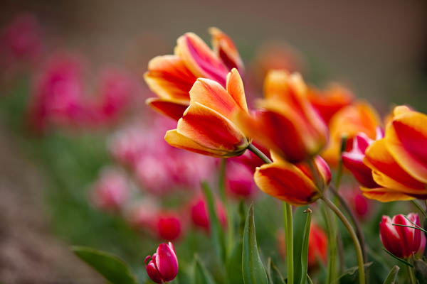 Tulips Dancing with the wind