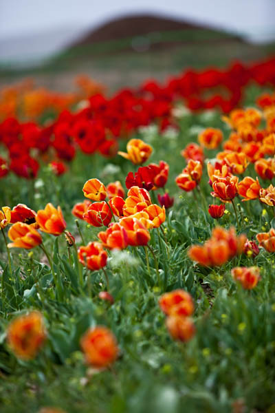 Tulips Dancing with the wind