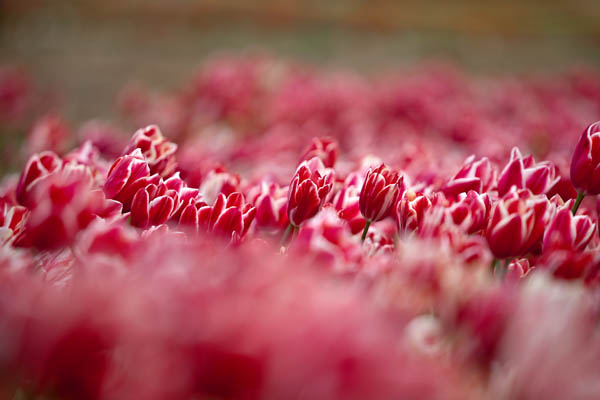 Tulips Dancing with the wind