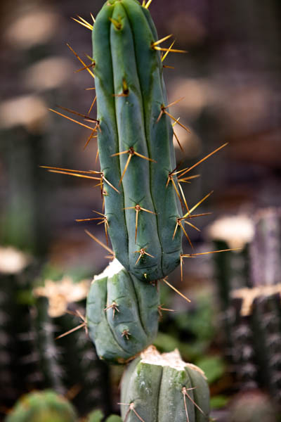 Cactus Farm