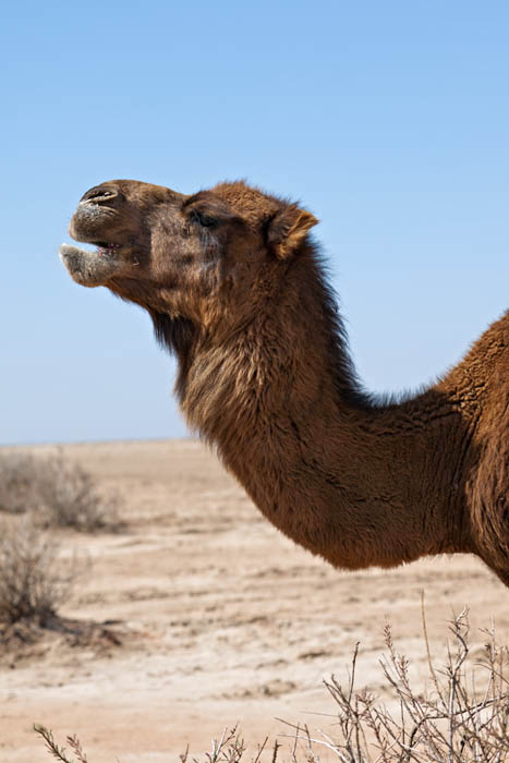 Wild Camel