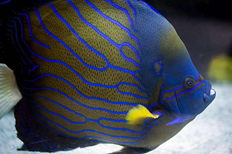 Angelfish