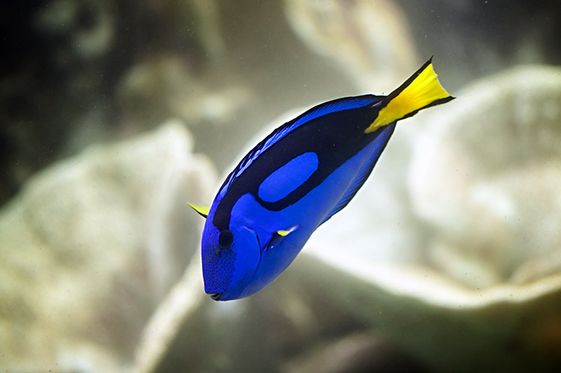 Palette Tang (Paracanthurus Hepatus)