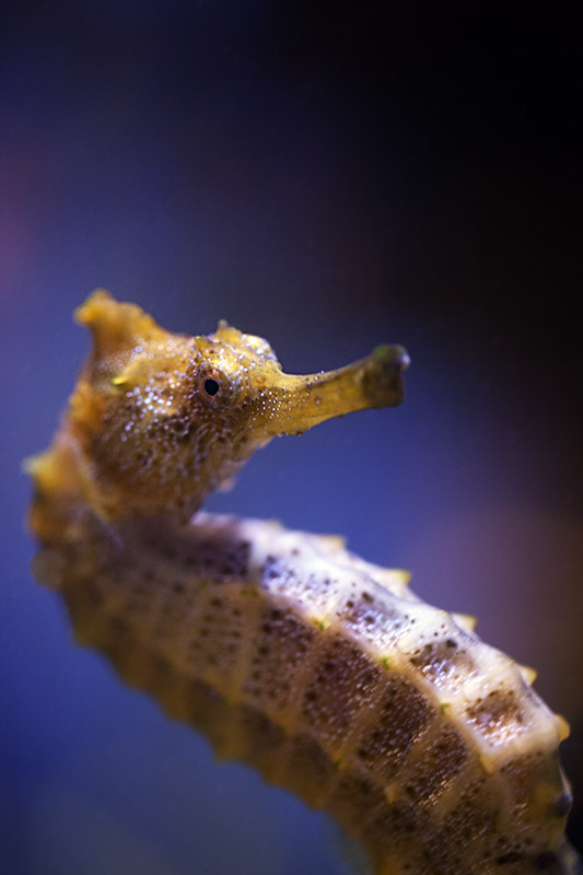 Pacific Sea Horse (Hippocampus Ingens)