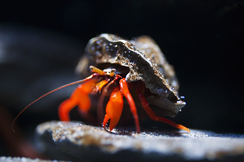 Hermit Crab