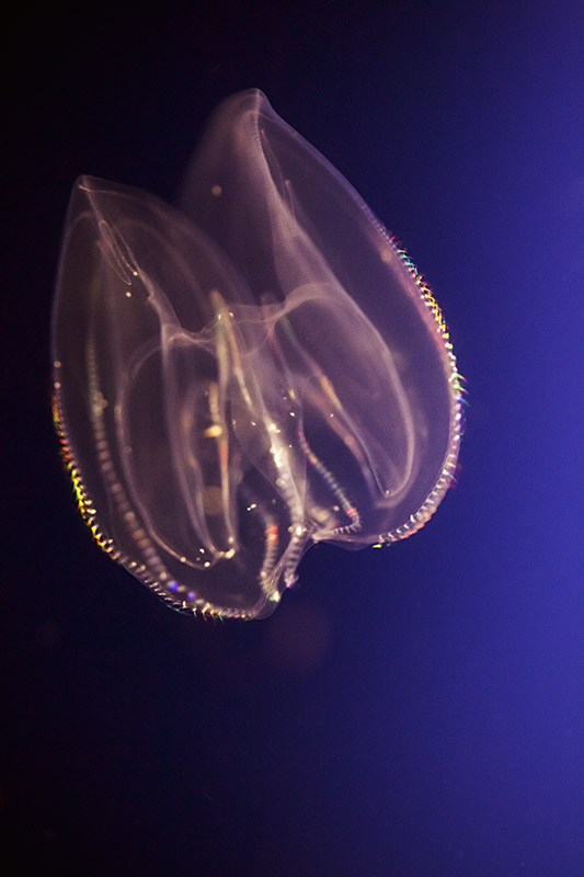Crystal Jelly (Aequorea aequria)