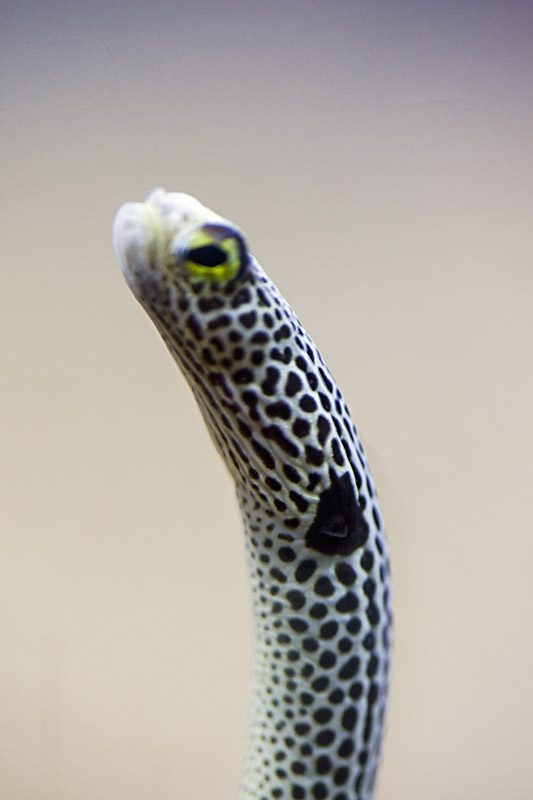 Garden Eel (Heteroconger sp.)