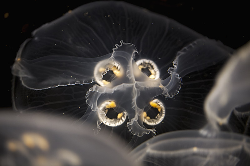 Moon Jelly (Aurelia Aurita)