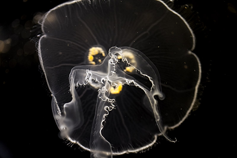 Moon Jelly (Aurelia Aurita)