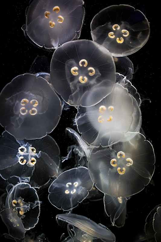 Moon Jelly (Aurelia Aurita)