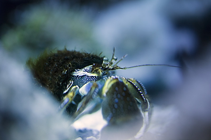 Hermit Crab