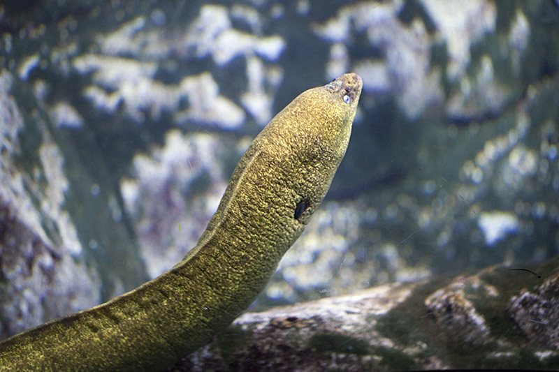 Eel