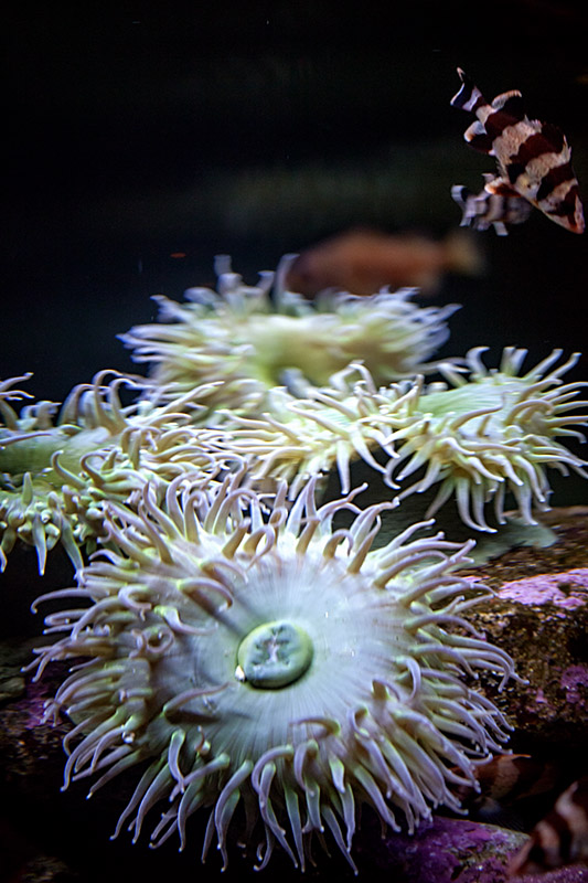 Corals