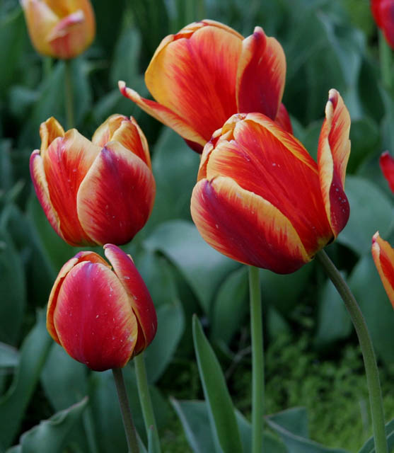 Tulips