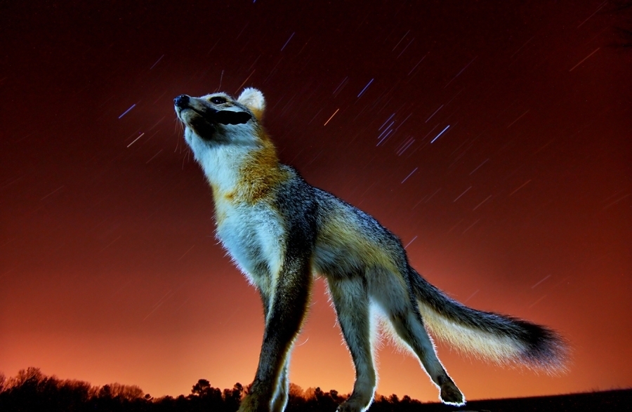 fox tale