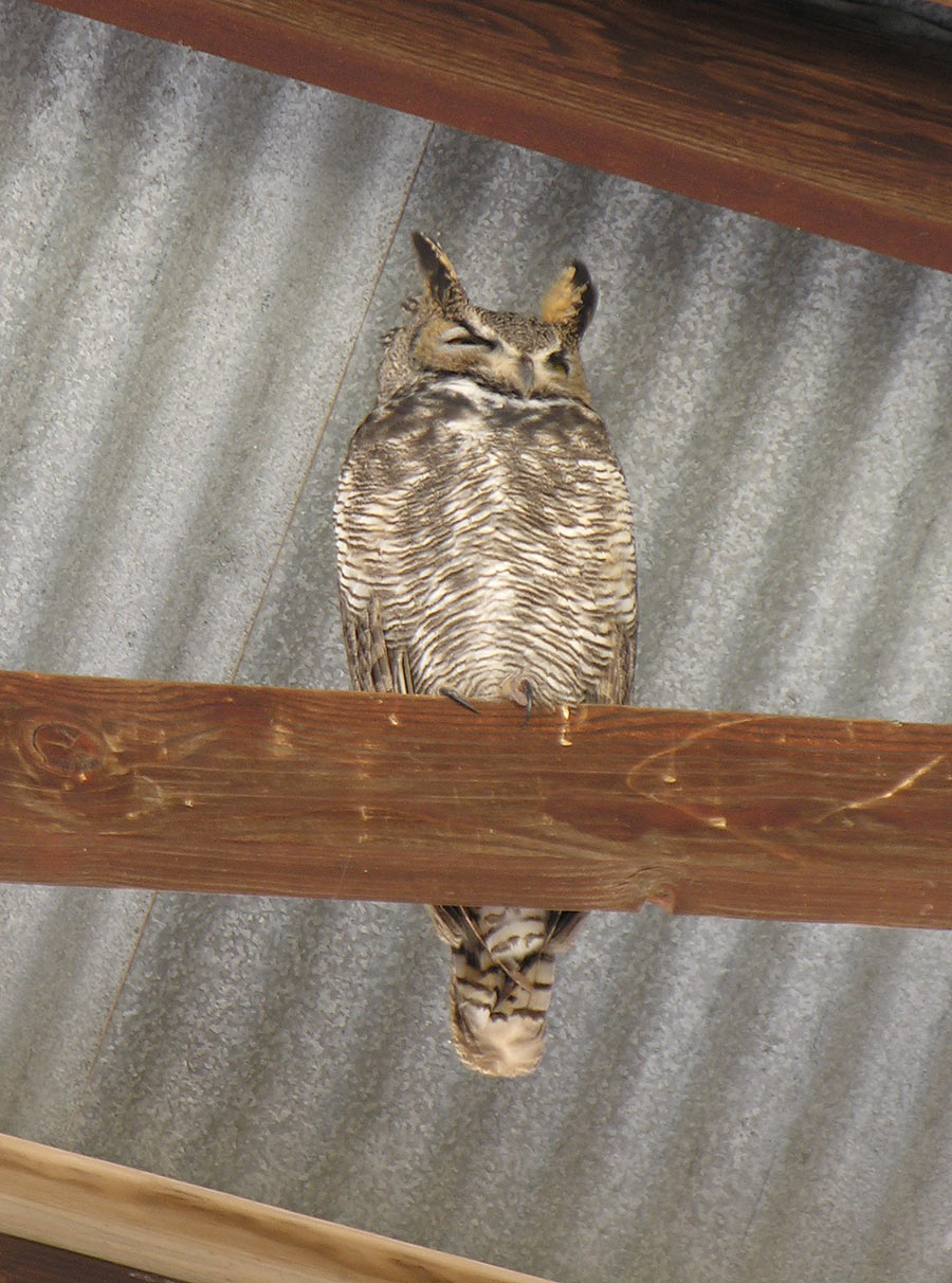 Great Horned Owl - 1