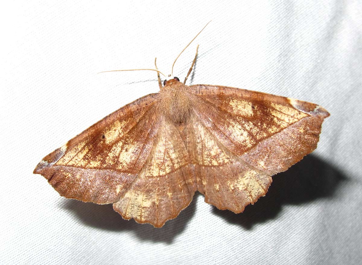 Eutrapela clemataria - 6966 - Curved-toothed Geometer