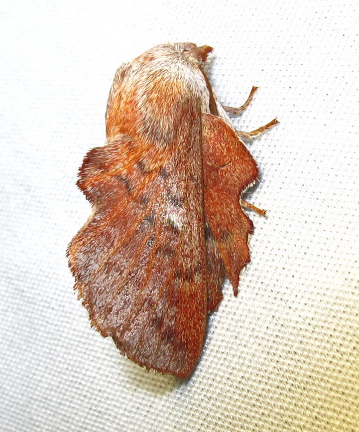 Phyllodesma americana - 7687 - Lappet Moth